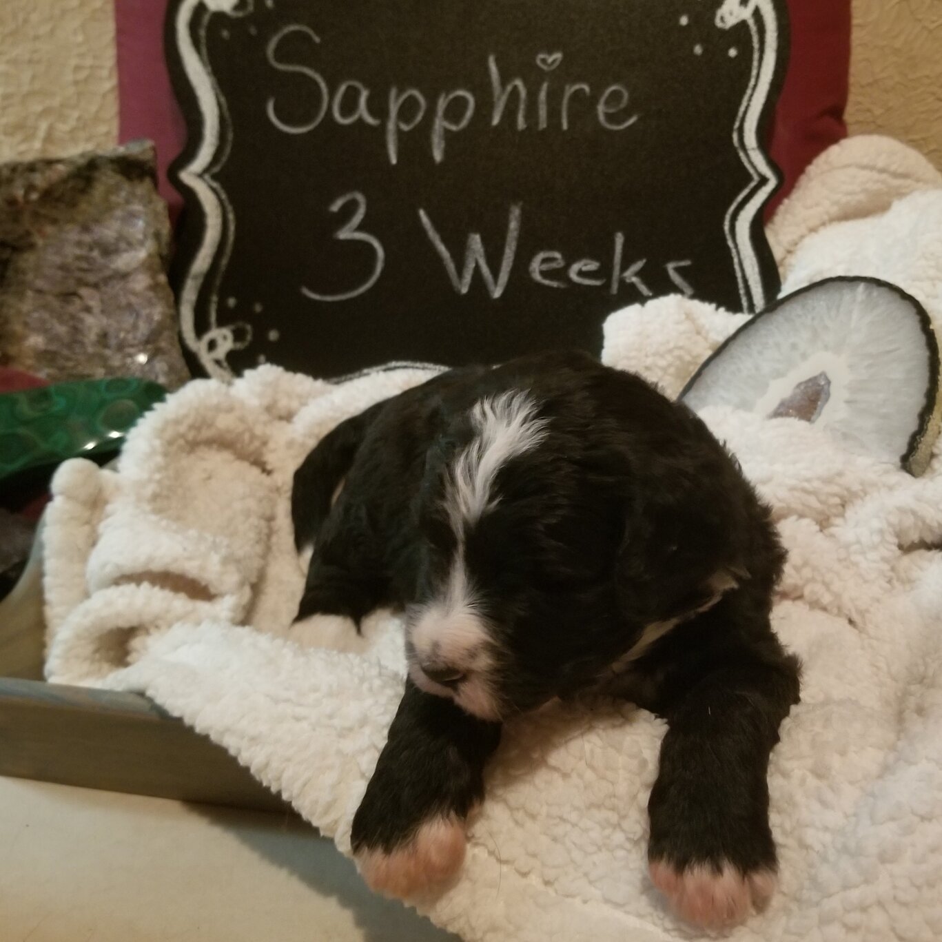 Image of a Bernedoodle Puppy